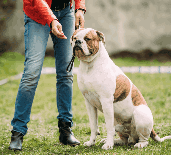 A Man Training His Dog with Treats