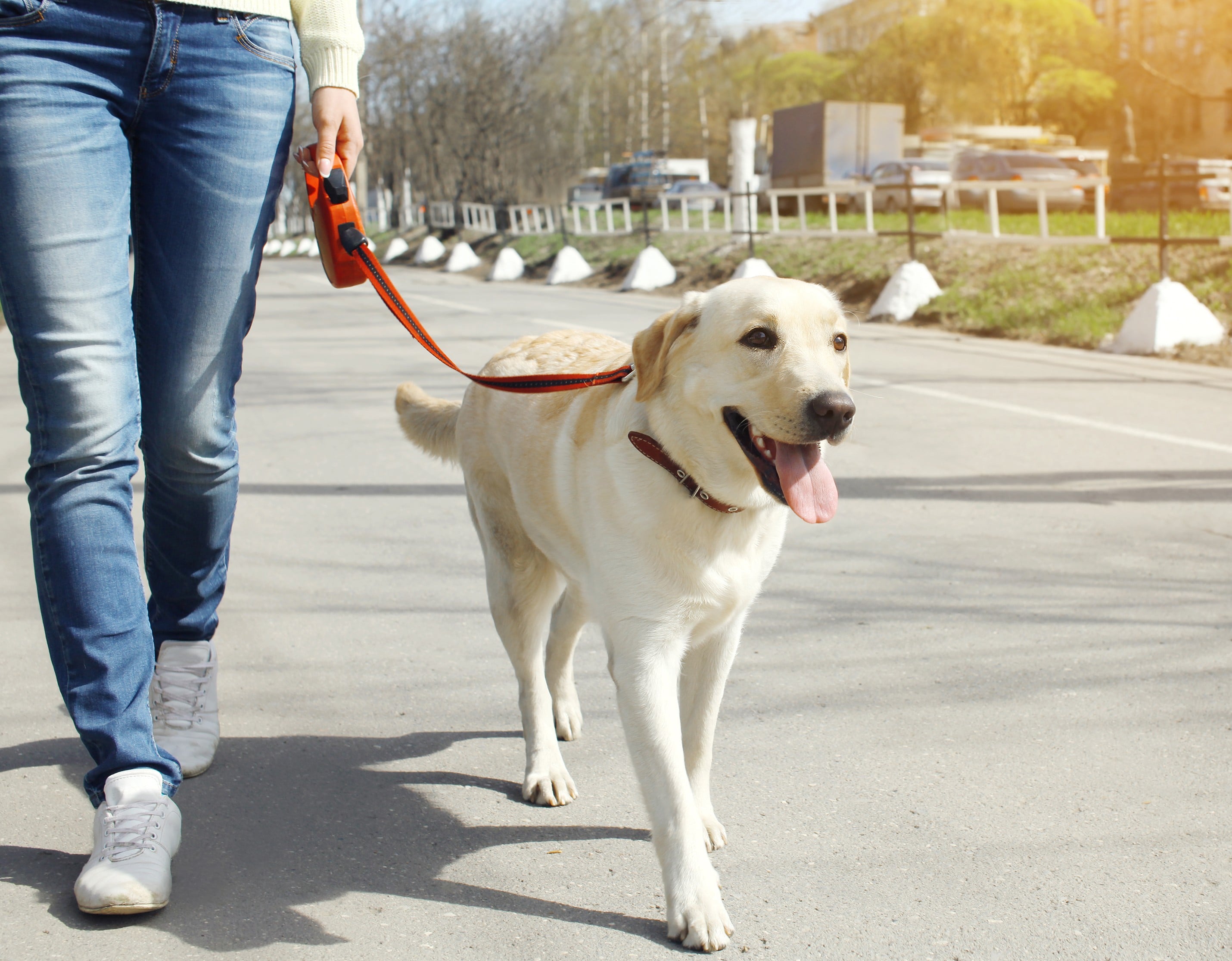 A Girl Walking Her Dog